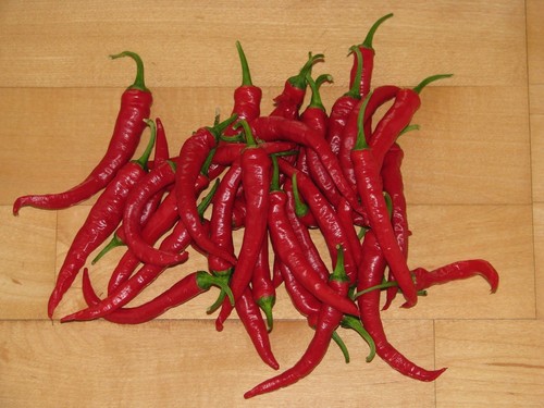 Rawit indonesische chili - rawit,