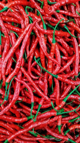 Cabe kereting indonesische - kereting,